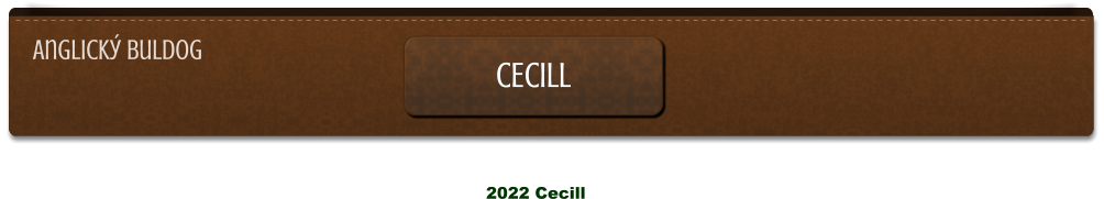 2022 Cecill Anglický buldog CECILL CECILL