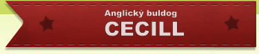 CECILL Anglický buldog